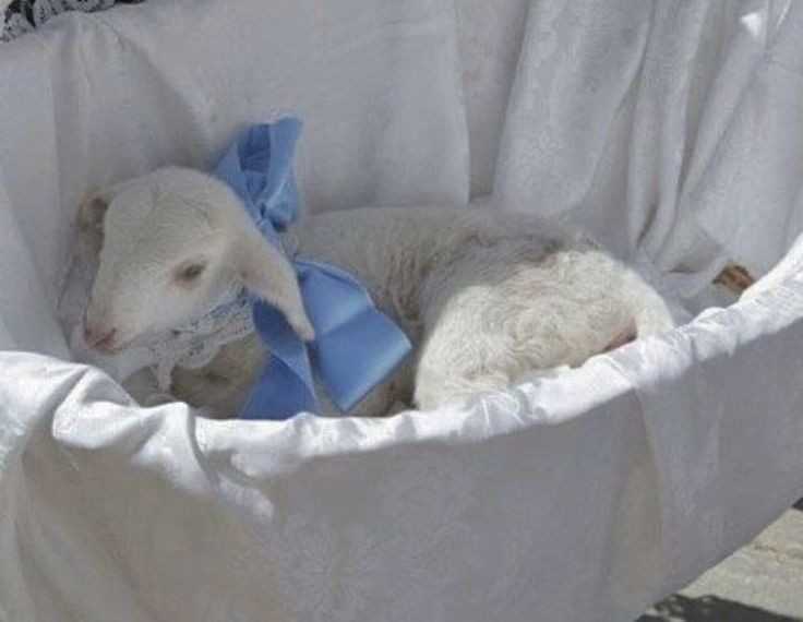 angelonl1ne's tweet photo. i want a baby lamb so bad just look at her <3<3 https://t.co/rgktP9Eqhj