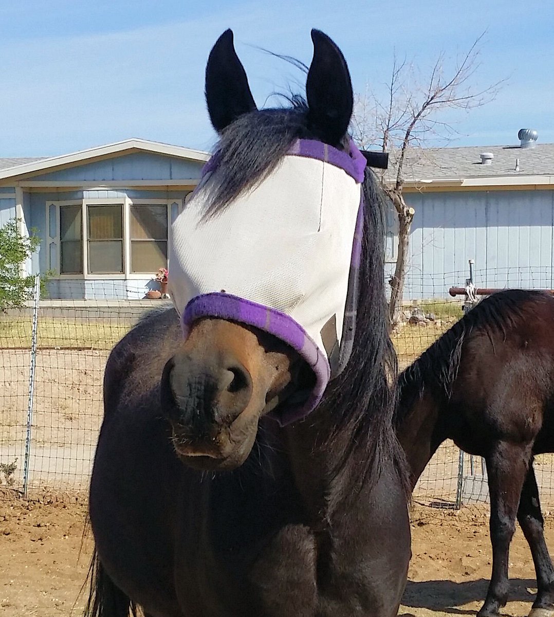MagesTreasure's tweet photo. Excited to share the latest addition to my #etsy shop: Horse Fly Masks - Dual Adjustment or w/ Ear Holes - Made to Order! https://t.co/CkgVMfJIK8 #tack #horse #arabian #flymask #flyprotection #sunprotection #eyeprotection #foal #draft https://t.co/3LP9exRLrU