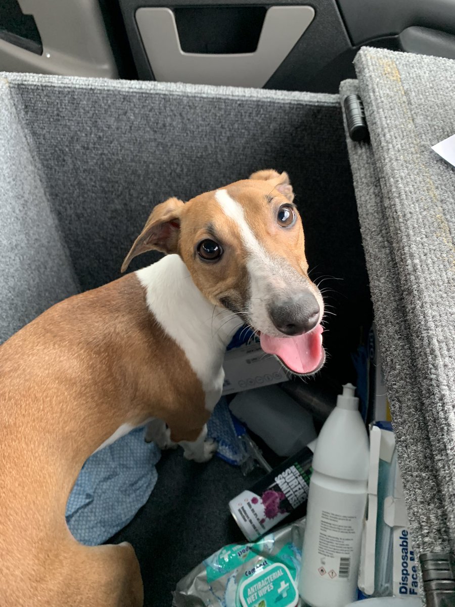 Found this beautiful Greyhound puppy today in S5 area. Took her back to work my colleague put it on FB 2 hours later reunited with owners #sheffield #communitytransport #dogsoftwitter ❤️