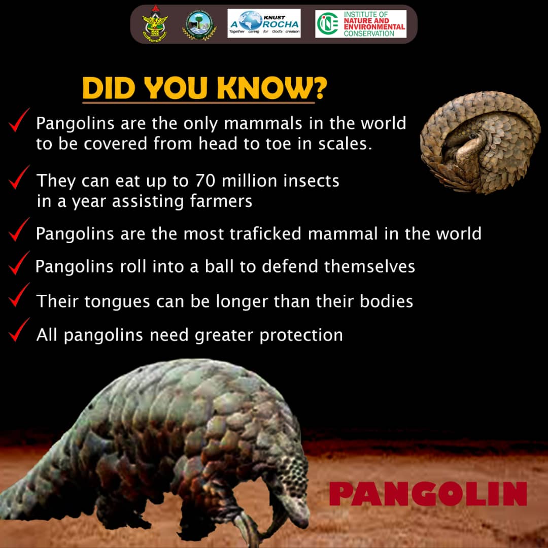 Sharif_Optimist's tweet photo. #worldpangolinDay
#INEC #CANARSA #Arocha https://t.co/HF4VPd8AHk
