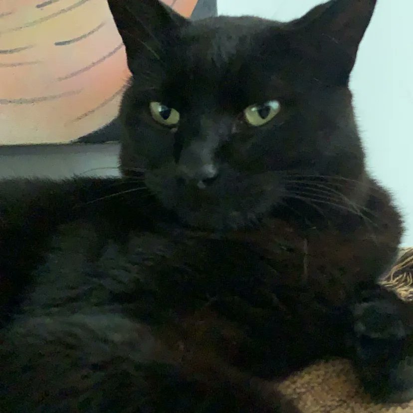 NicolettoMonica's tweet photo. Dia mundial dos gatos
Intuitivos, carinhosos, irreverentes
Amooooo!!!! https://t.co/vEibuBbfzn