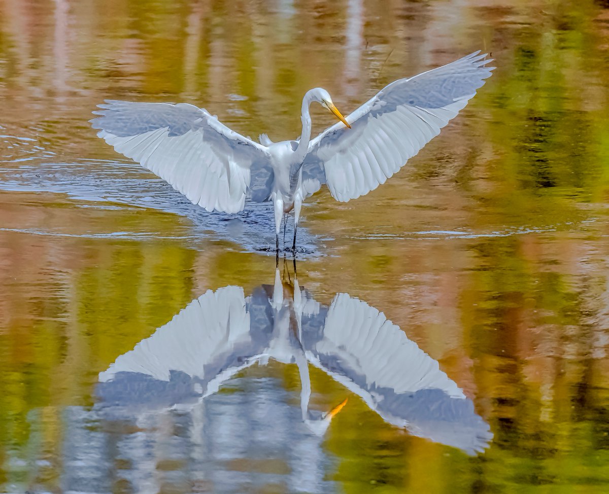 @MargaretOrr #Greatwhiteegret, #brownpelican, #greatblueheron, #snowegret captured in Ocean Springs, Ms. 2.15.23 on a beautiful active bird day - #naturephotography #canonR5 #southmississippi #ThePhotoHour