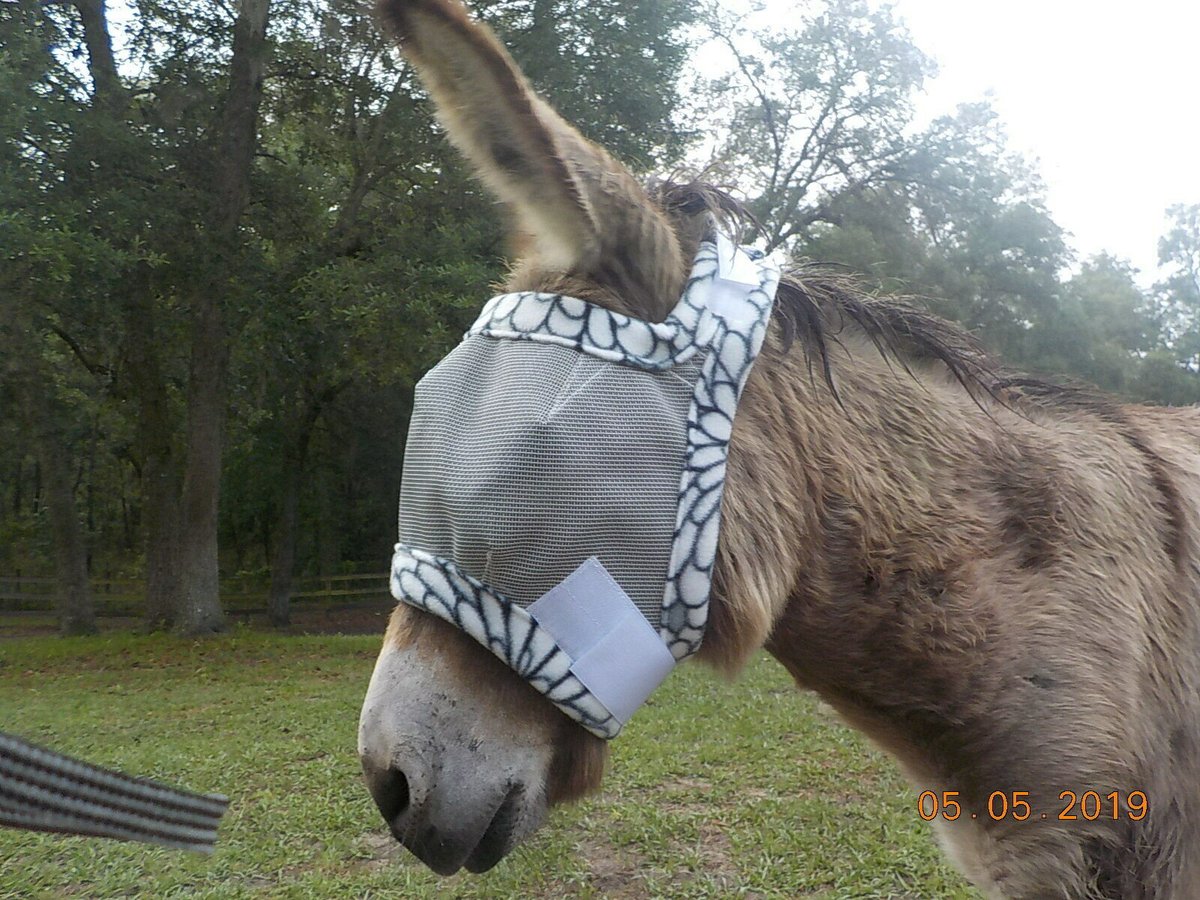 MagesTreasure's tweet photo. Excited to share the latest addition to my #etsy shop: Donkey/Mule Fly Masks - Dual Adjustment or w/ Ear Holes - Made to Order! https://t.co/h9gXbqEmdX #tack #flymask #mini #miniature #donkey #flyprotection #sunprotection #eyeprotection #miniaturedonkey https://t.co/kZa677mWGf