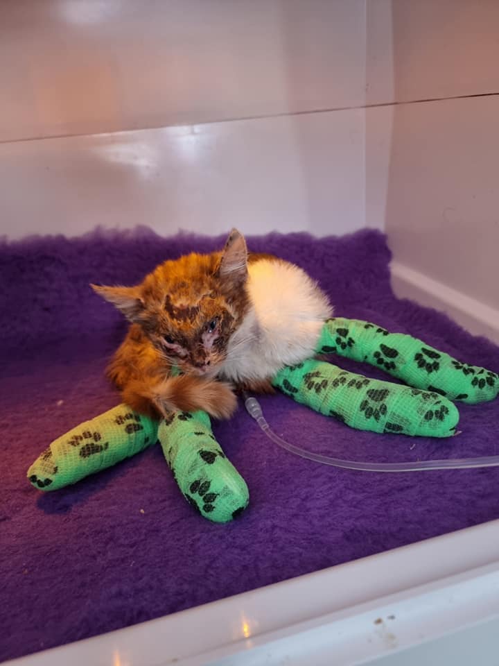 BCWRkittens's tweet image. Rosa was a very brave girl again today at Bradford Cat Watch Rescue &amp;amp; Sanctuary. Rosa has been to Northcote Veterinary Surgery again to see her friends who are supporting her care. The entire practice is rooting for her eventual recovery.