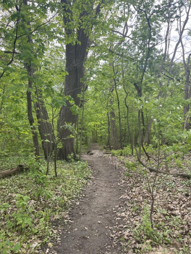 Want to reduce stress, lower heart rate &amp; blood pressure, increase happiness, be more creative &amp; speed up recovery?

Take a walk in the forest.

The Japanese call it shinrin-yoku, which means forest bathing.

The practice encourages people to simply spend more time in nature