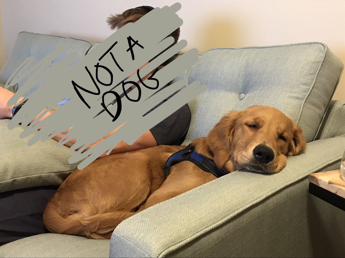 BreneeGoforth's tweet photo. @kellyrogersmann Team 👏 Dogs 👏 On 👏 Couch 👏 https://t.co/czQySULEib