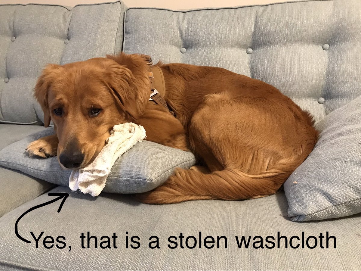 BreneeGoforth's tweet photo. @kellyrogersmann Team 👏 Dogs 👏 On 👏 Couch 👏 https://t.co/czQySULEib