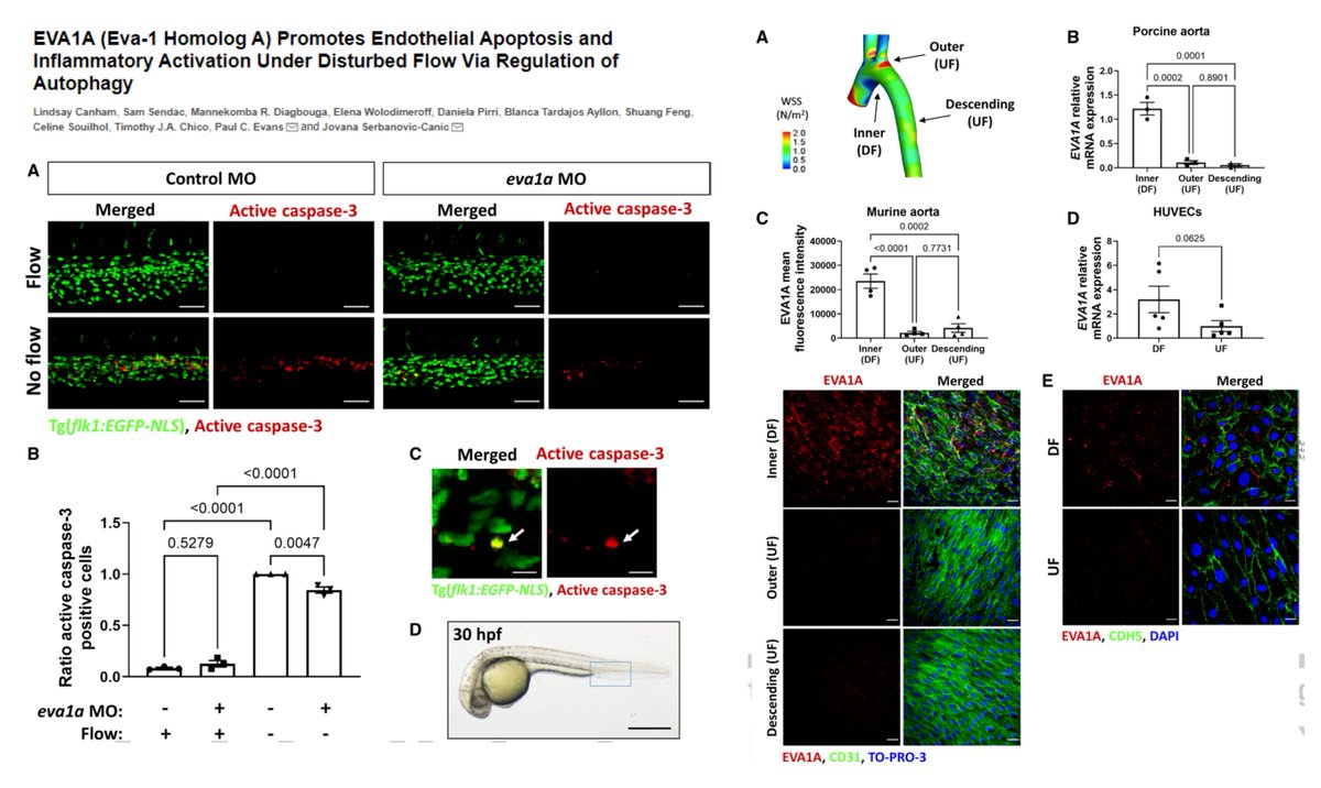 Mechano-vulnerability of #EndothelialCell in #Atherosclerosis 🤠

EVA1A, elevated by #DisturbedFlow-Twist1 axis, blocks EC #Autophagy &amp; induces #Apoptosis 

Dr. Paul Evans &amp; Jovana Serbanovic-Canic lab <a href="/atvbahajournals/">ATVB: An AHA Journal</a> 2023 <a href="/ProfPaulEvans/">Paul Evans</a> <a href="/jscanic/">Jovana Serbanovic-Canic</a>
ahajournals.org/doi/10.1161/AT…