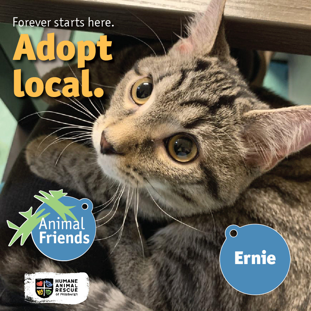 Humane Animal Rescue of Pittsburgh (@HARPSavesLives) / Twitter Humane Animal Rescue of Pittsburgh (@HARPSavesLives) / Twitter