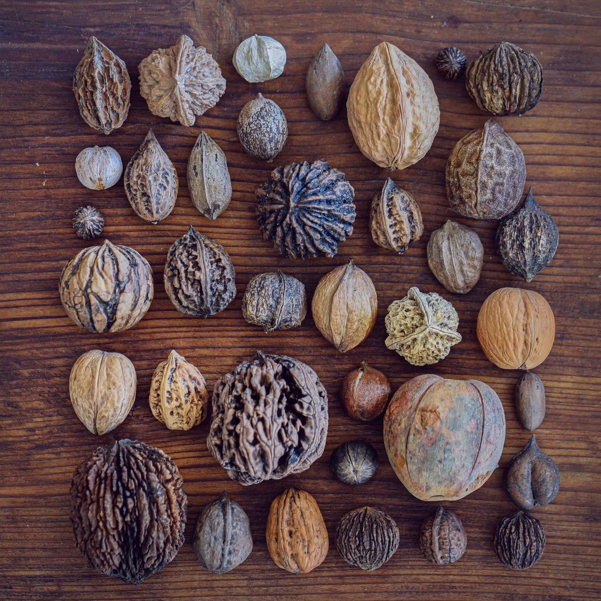 #Juglans &amp; #Carya. #Walnuts and Hickorys: The diversity of edible nuts from the #Juglandaceae plant family.