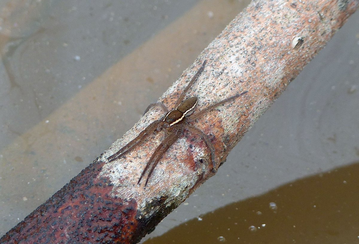 After nearly 4 months without standing water during last summer's #drought, a relief to see Fen Raft Spiders Dolomedes plantarius basking @suffolkwildlife Redgrave & Lopham Fen this week. Small for the time of year but still in business... @SWTBroadsWarden @BritishSpiders