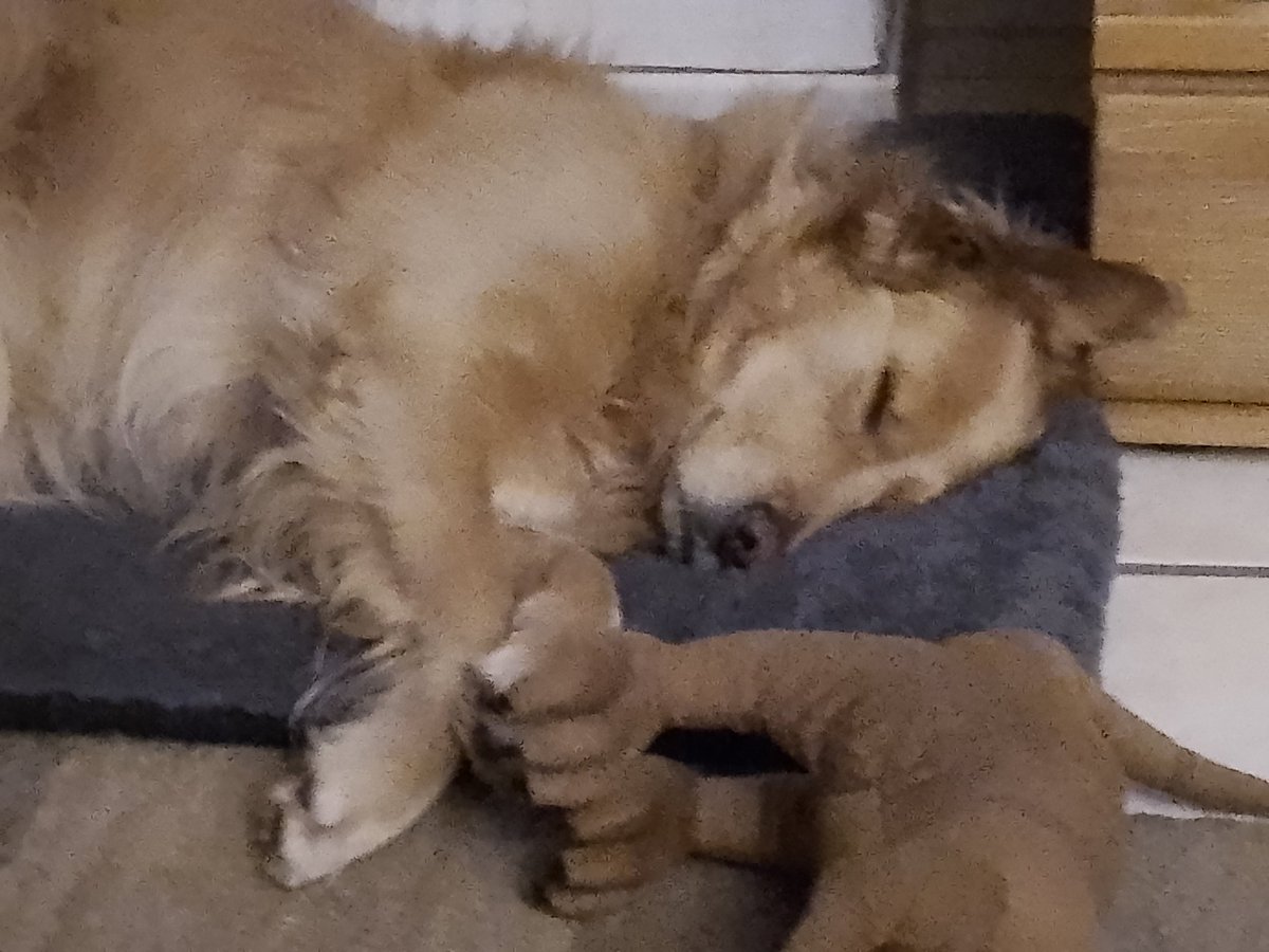 Der Oskar ist platt, ich bin möd, also ab inne Heia, morgen ist ein langer Tag 🥳