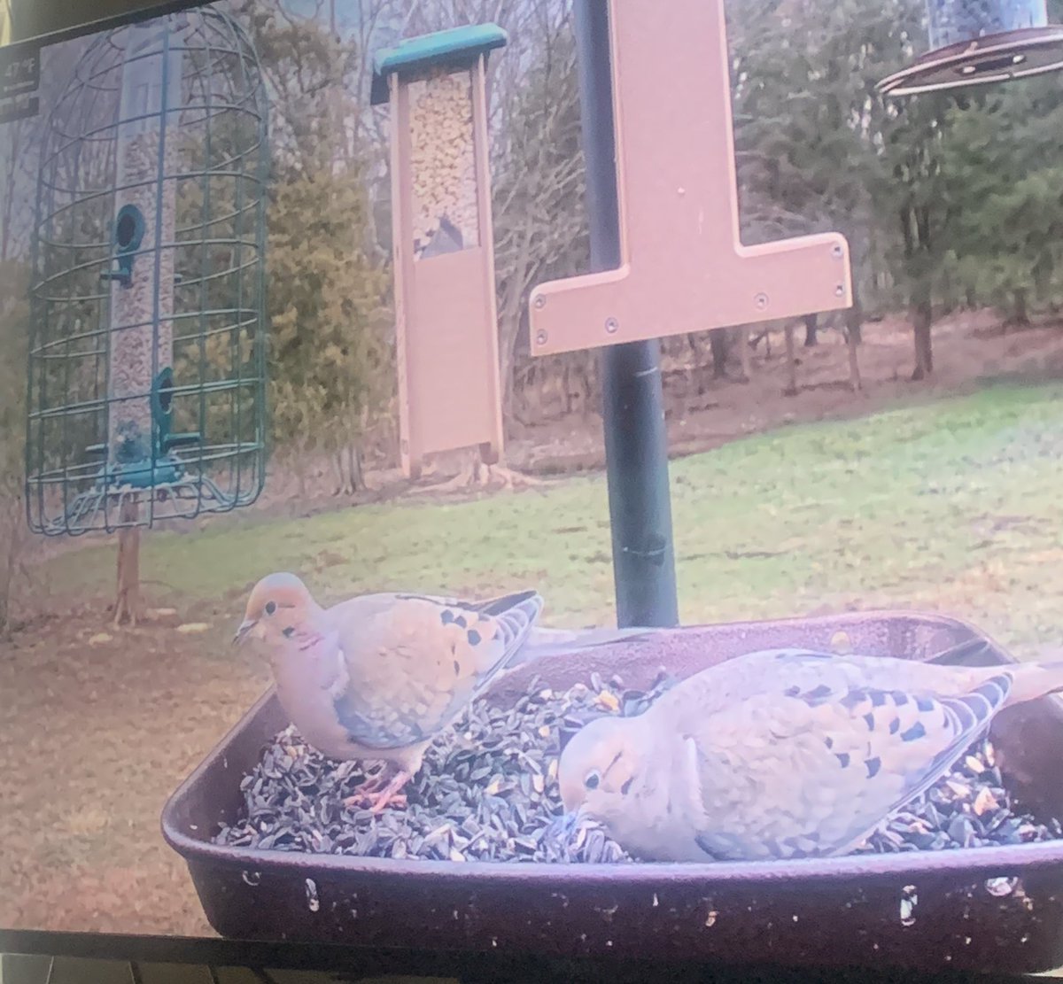 I’d rather watch the live  #birdfeeder cam on #YouTube in #GettysburgPA then listen to lames all day. #ILikeBirds #Birds 🐦