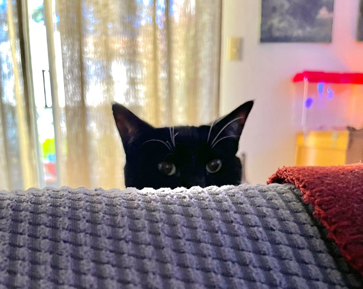 SpookySilly's tweet photo. @CatieOsaurus I call my cat:

Fuzz face

Fluffy bunny filled with cheese

Fuzzy Bun

Silly kitty

Stinky kitty

Silly bunny

Little bastard

Dumbass

Handsome boy

Smooshy face

Z butt

His name is actually Z https://t.co/lV8M7WmFks
