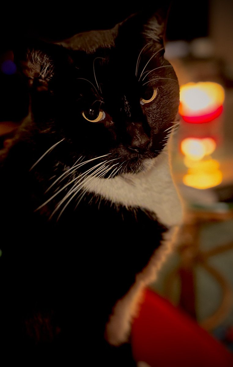 SpookySilly's tweet photo. @CatieOsaurus I call my cat:

Fuzz face

Fluffy bunny filled with cheese

Fuzzy Bun

Silly kitty

Stinky kitty

Silly bunny

Little bastard

Dumbass

Handsome boy

Smooshy face

Z butt

His name is actually Z https://t.co/lV8M7WmFks