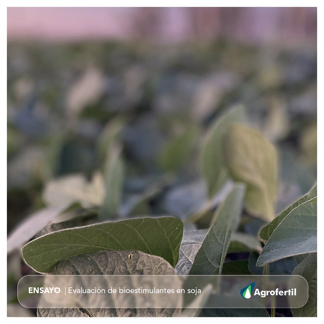 Recorrida de campo para #ensayo de bioestimulantes en #soja 
￼👉🏻Consúltenos por más información.
📞4567 7974 | 098 596 930