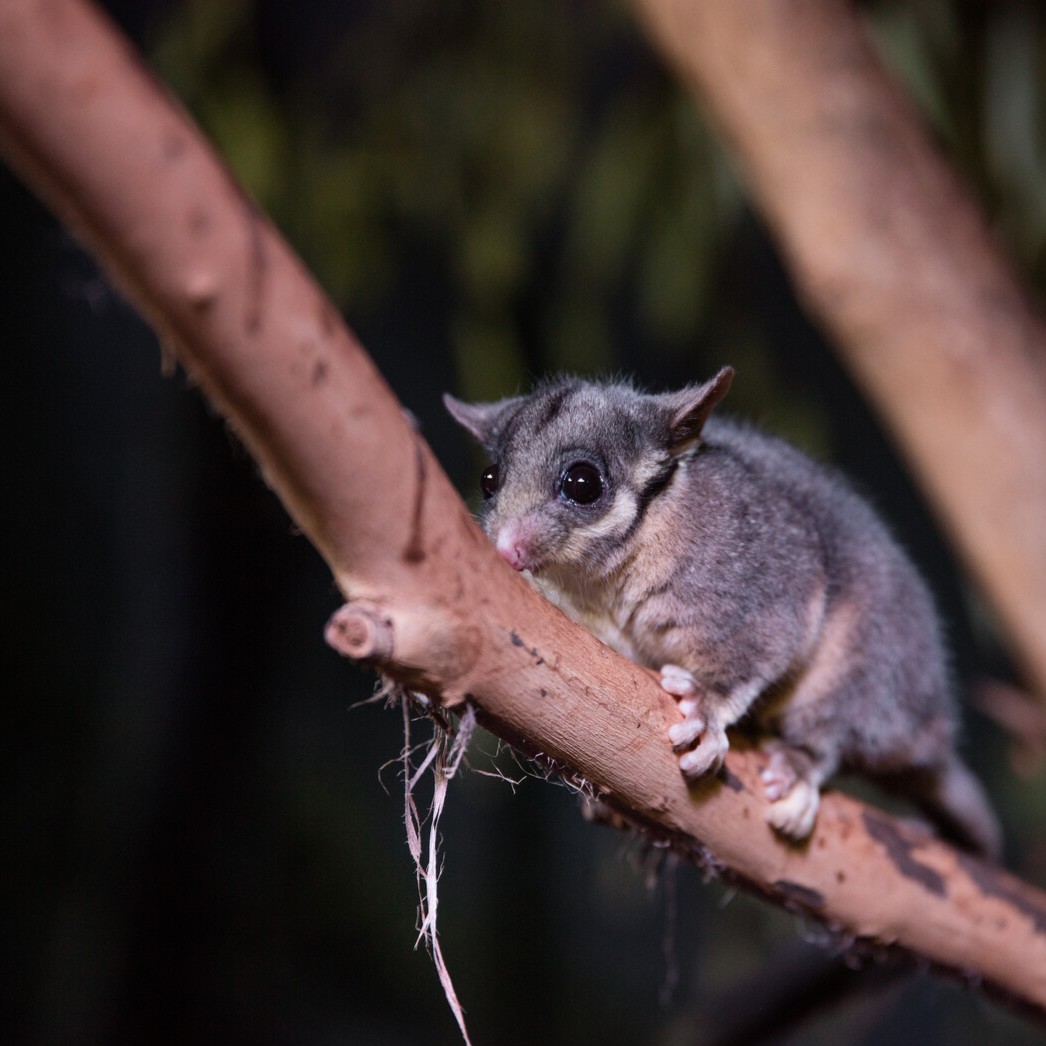 Healesville Sanctuary is the only institution in the world housing the Critically Endangered Leadbeater's Possum. Our efforts to save this incredibly rare species reflect our commitment to protecting Australian wildlife. Learn more at bit.ly/3EfxxAp.