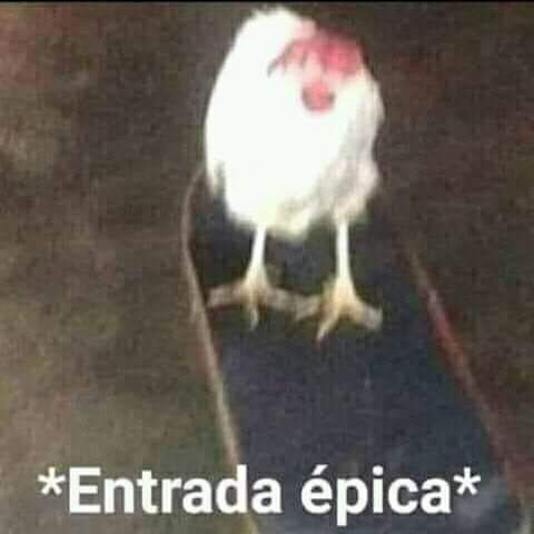 gatitos shitposting (@gatito_shitpost) on Twitter photo 