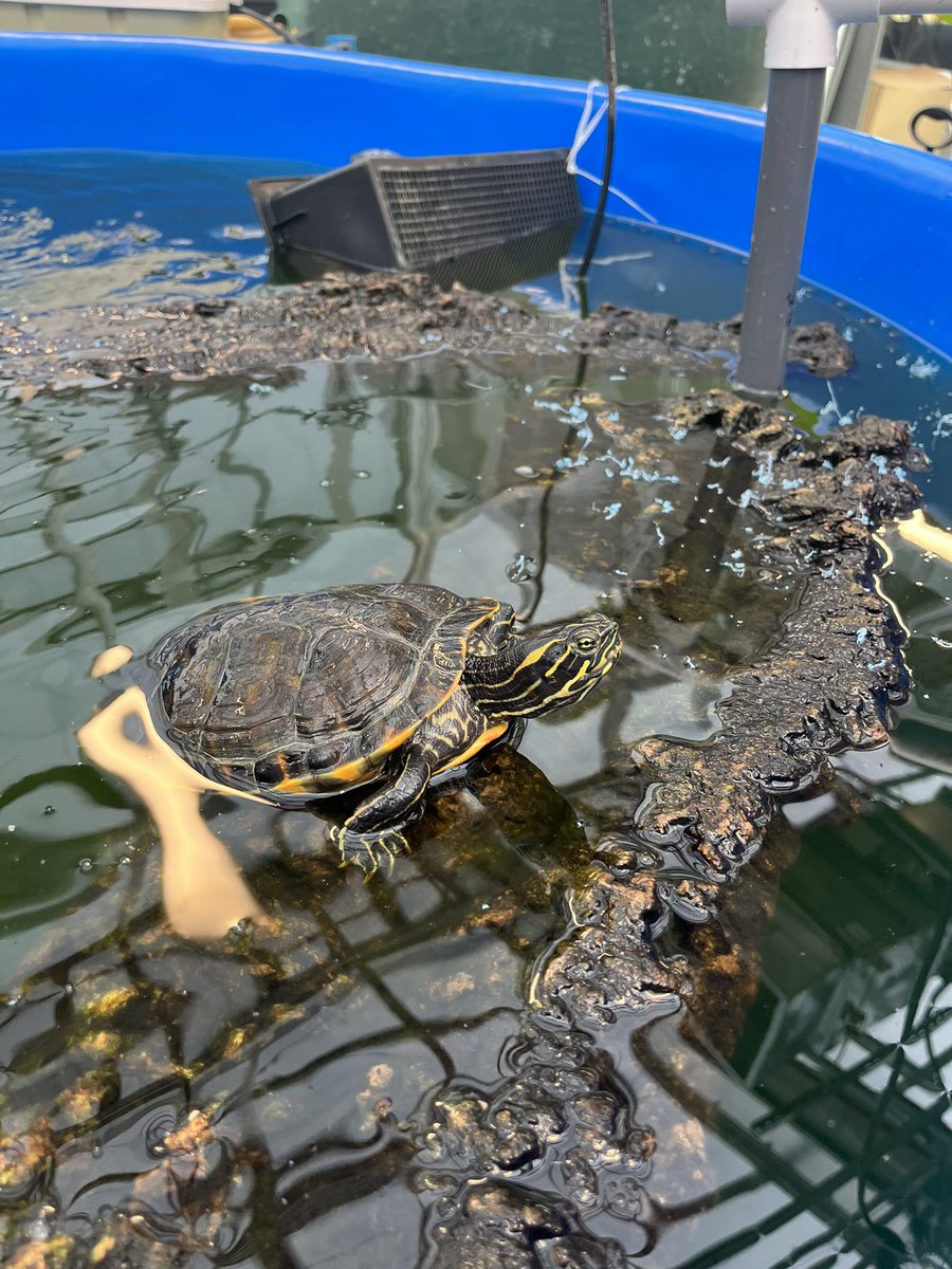 KristenMConklin's tweet image. Enjoying the day with students in our #hydroponics lab! @NYsunworks 

#explorermindset