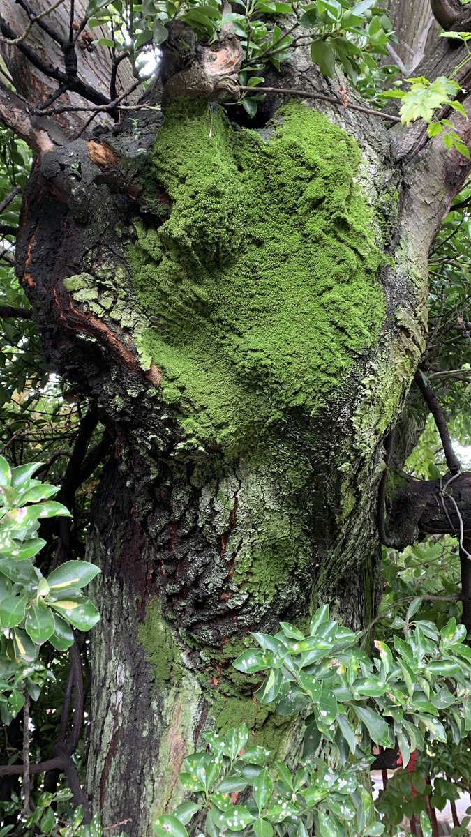 WordArtz's tweet photo. Some people consider moss a nuisance, but I find it to be utterly beautiful in its simplicity.

#green #moss #beautifulnature #hadtostopandtakeapic #casawindpomp https://t.co/UybKUDHzZY