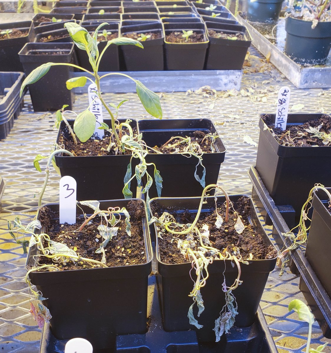 KStateWeedSci's tweet image. Kansas farmers, consultants &amp;amp; others involved in weed management: @AnitaDille, @ksumithila, and @lancasarah want to know your thoughts about a service to test for herbicide-resistant weeds. Here's a short survey where you can share your thoughts. Thanks!

ow.ly/FsCb50MVTYe