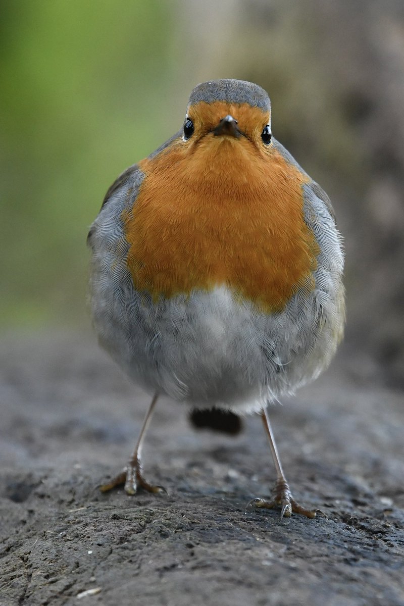 LondonNaturePi2's tweet photo. What a great feeling being around this little beauty, one of the most inquisitive birds and responsible for one of the most uplifting sounds in the morning. 

#TwitterNatureCommunity #nature #MentalHealthAwareness #robin #wildlife #mindfulness https://t.co/FcTleM1A9b