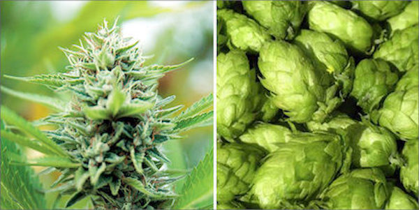 CarverJohns's tweet photo. Humulene: The Cancer Killing Anti-Inflammatory Terpene

Smell that sage with its earthy, woody aroma? It’s your olfactory senses perceiving a particular molecule called humulene.

https://t.co/7pP7k0uS36 https://t.co/OhwrYyk6Fe