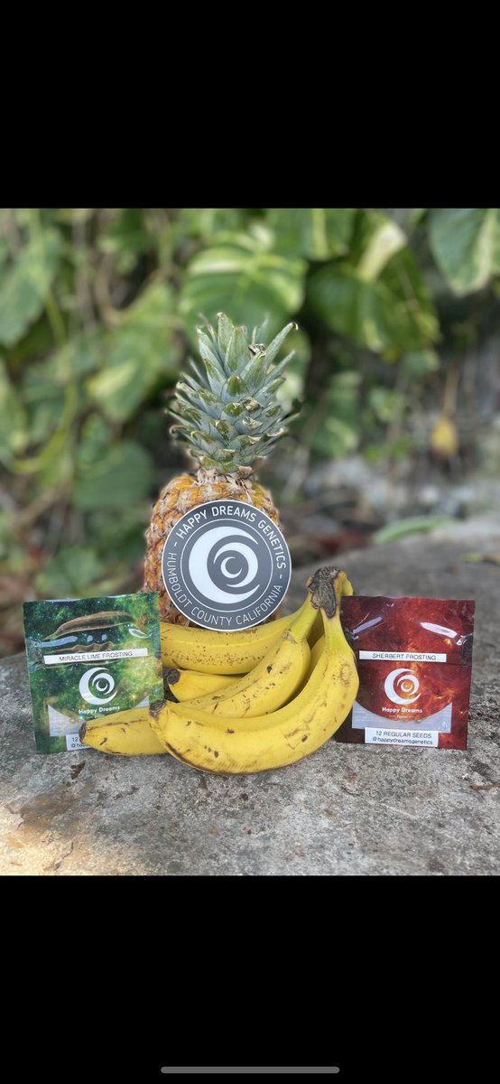 Happy Dreams Genetics is coming to Jamaica !!!
One Love 💚Jah Rastafari 
Happy Dreams are made from Seeds 

<a href="/supremeseedbank/">Supreme Seedbank & Clones</a> 
<a href="/NeptuneSeedBank/">Neptune Seed Bank</a>