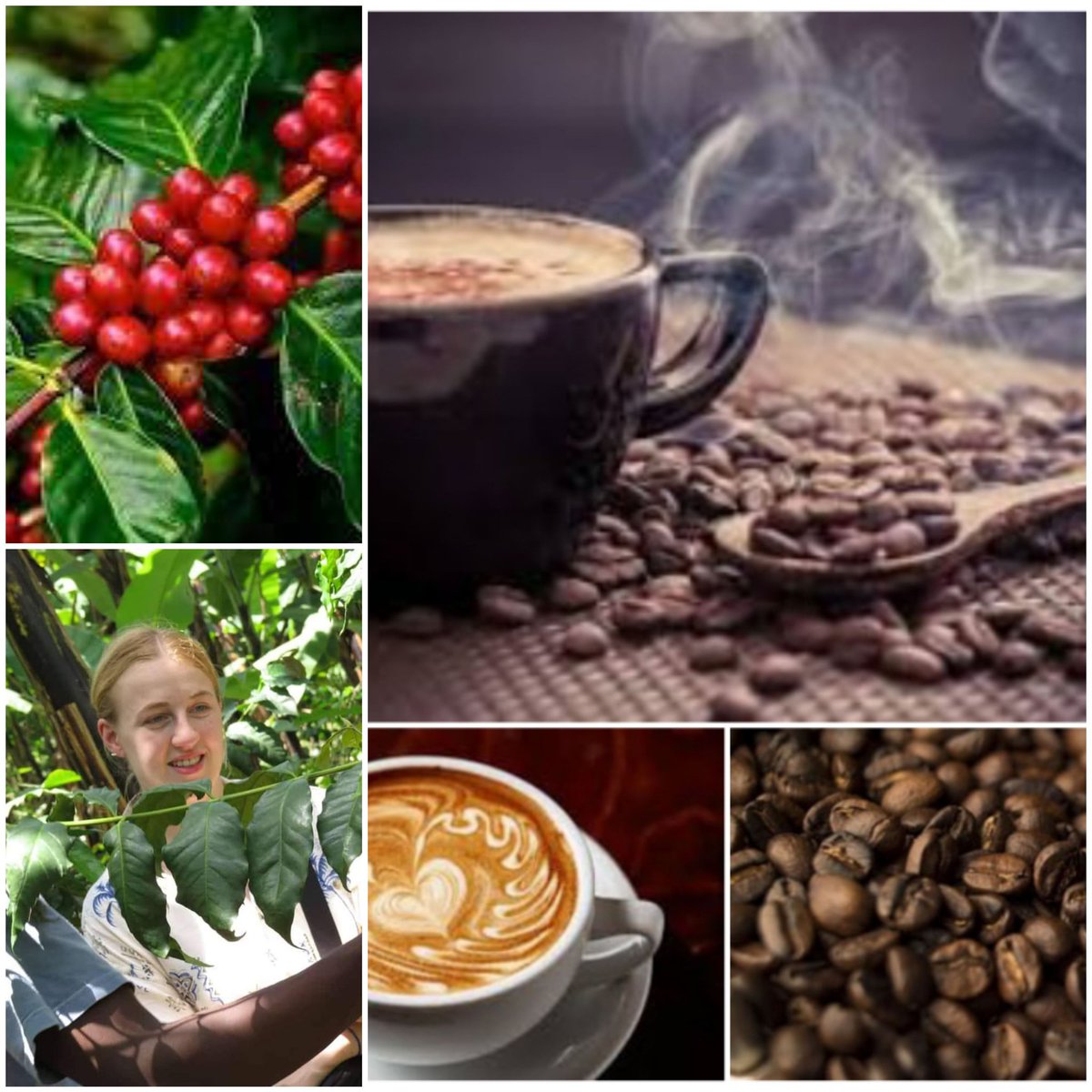KampalaChauffe4's tweet photo. To All Our Clients we transfered to #Entebe - #Airport for African Fine Coffees ☕ Conference & Exhibition ( Africa's largest Coffee Exhibition) #AFCA2023 We Hope it is going down well. #WCPF2023 #Coffeeweek #CoffeeTime @CoffeeUganda @Rwanda_Coffee https://t.co/B1u9SS6c7O