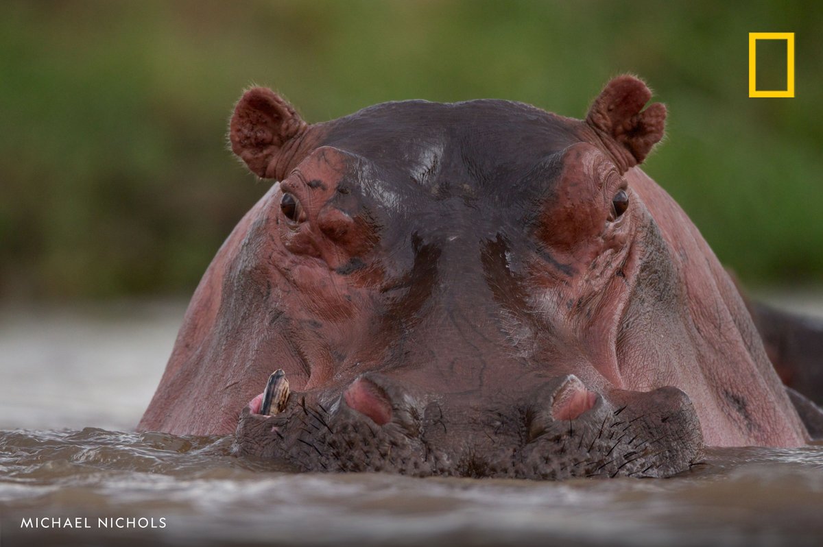 NatGeoTravel's tweet photo. A hippopotamus partially submerged in the Mara River in Serengeti National Park, Tanzania. https://t.co/5HMemnGsKs