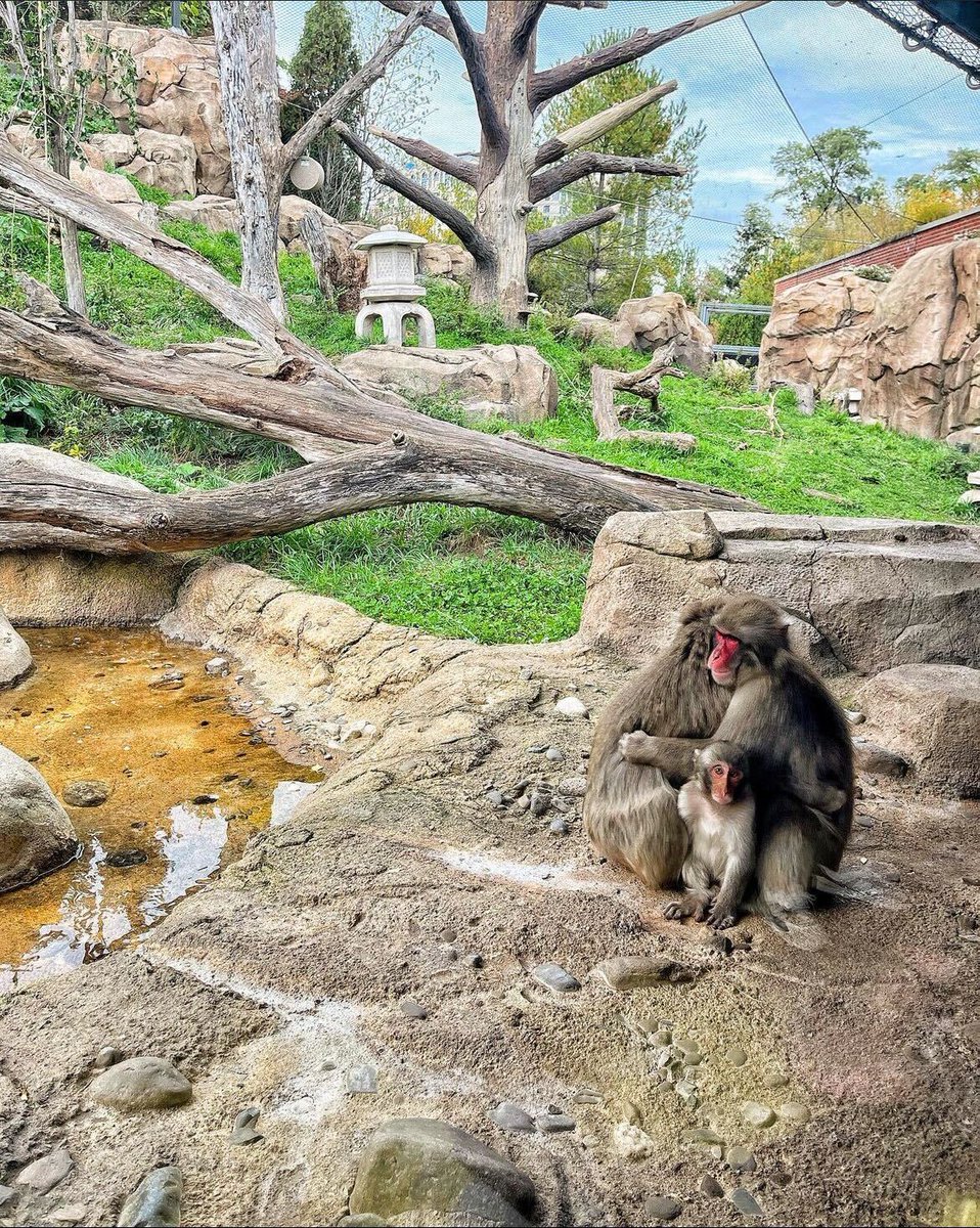 Lincoln Park Zoo tweet media