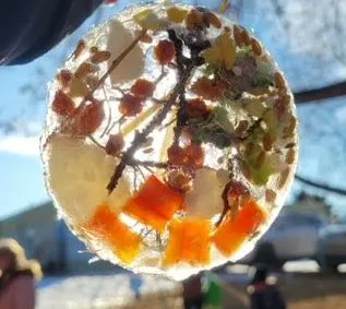 ecolemeridian's tweet image. Mrs. Pecks' Kindergarten had the opportunity to learn about the melting and freezing process of winter by creating beautiful suncatcher/bird feeders. What a fun project! #bringthemagic
