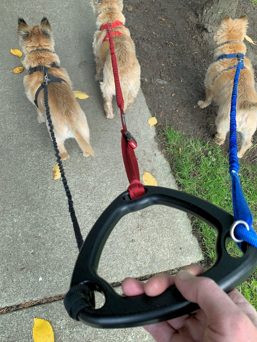 3 Leashes and 3 handles for 3 dogs in two hands

or one hand on one handle for 3 dogs on 3 leashes?

AMZN.to/1gOuw9E #dogsoftwitter #dogsontwitter #dogtweets #cesarmillan #dogstagram #instadog #instadogs #dogsofinstagram