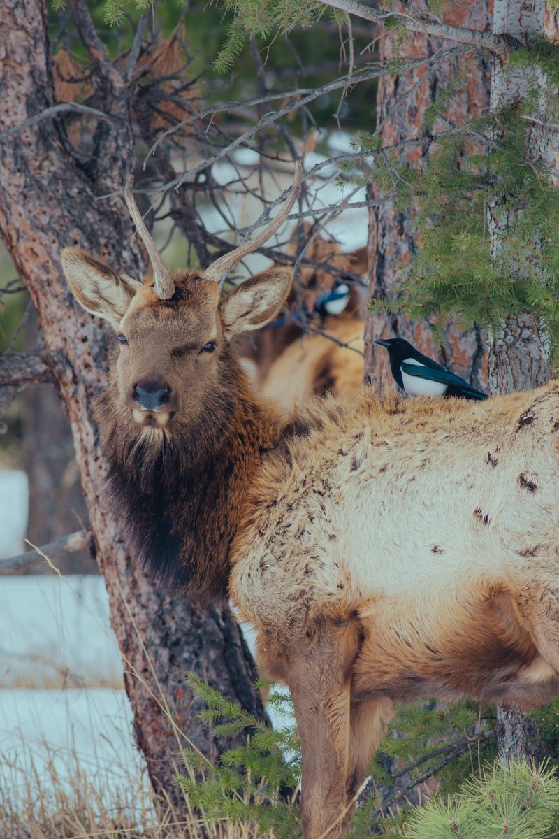 This is the rarest elk you will ever see!! A unicorn antler on his forehead and a total of 3 antlers growing! I promise you will never see another elk like this!