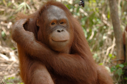 If you're feeling sad, do something nice for an animal. You'll immediately feel a lot better. It's magical. Who among us doesn't need a little magic in our lives?  Visit the Orangutan Outreach website to help an orangutan!  Link in bio... RTs much appreciated! 🙏🦧
😀❤️🦧 #BAYC