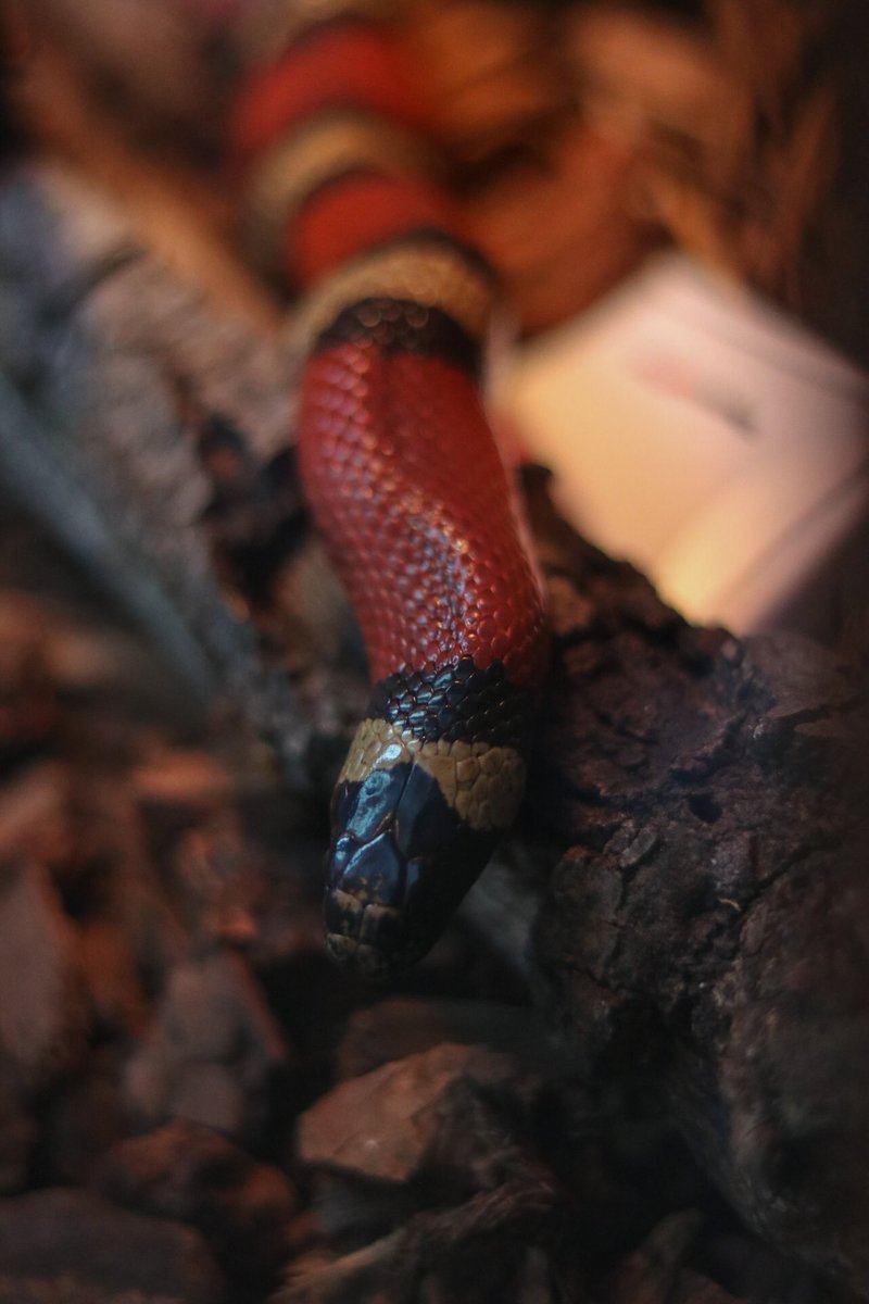RobertsWesley_'s tweet photo. Took a trip to the zoo today and got a few photos. Good times!

#sandiego #sandiegozoo @sandiegozoo #zoo #wildlife #nature #gorillas #snakes https://t.co/kKzrvP4vZR