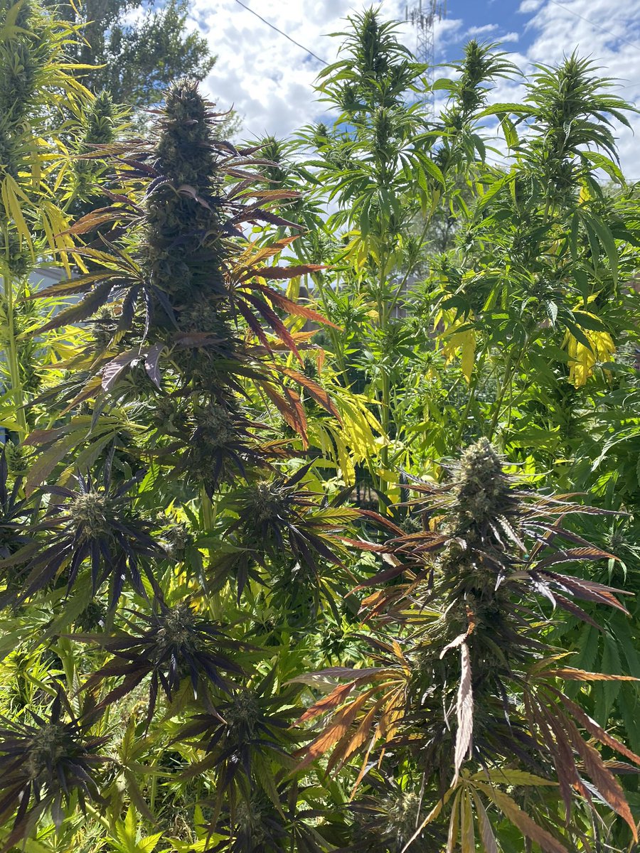 brainstrap_f1's tweet photo. Funk Punch

Direct seed planted in ground. 

Planted- Oct. 2021
Germinated - Feb. 2022
Harvest - Sep. 2022

#funkpunch #sungrowncannabis #outdoorcannabis #directseed #nativesoil #newfunkorder #brainstrap https://t.co/d8nndpVPe8