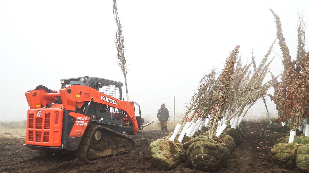 New trees arrive at Threemile: swamp white oak, northern red oak, bur oak, and pin oak.

#treeplanting #vineyard  #propertydevelopment #kubotatractor #oaktrees #buroak #swampoak #redoak #pinoak #northernredoak #swampwhiteoak