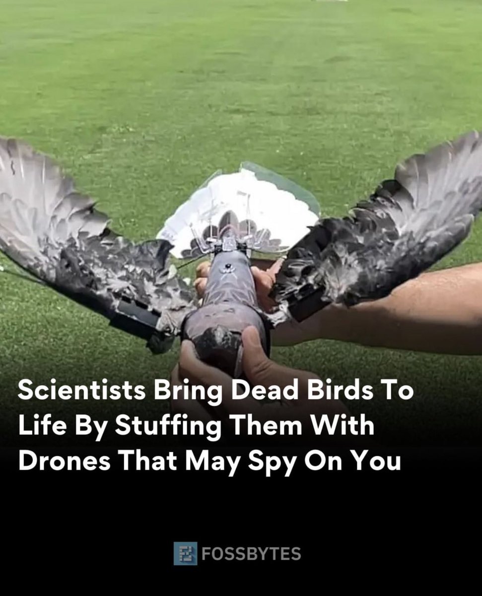 The twitter Bird needs to fight the right of other birds. #birdslivematter