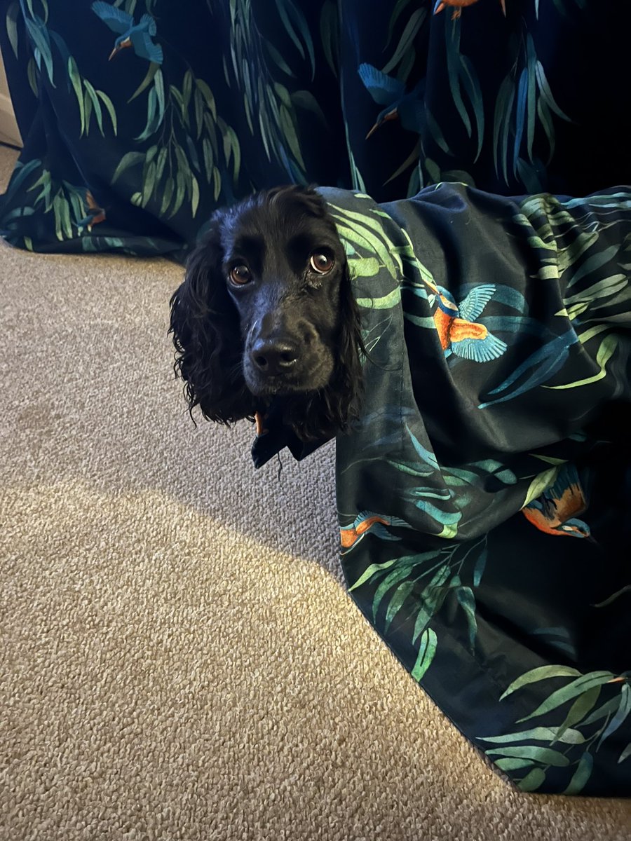 TheDogsCollar1's tweet photo. I thought I would try on the curtains tonight, just for fun. 🤣 https://t.co/H88v8Dp49b