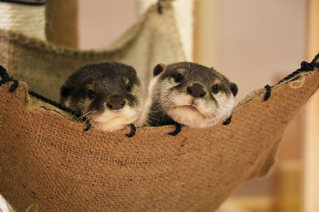In_Otter_News2's tweet photo. Significant Otters https://t.co/y48bHgufUk