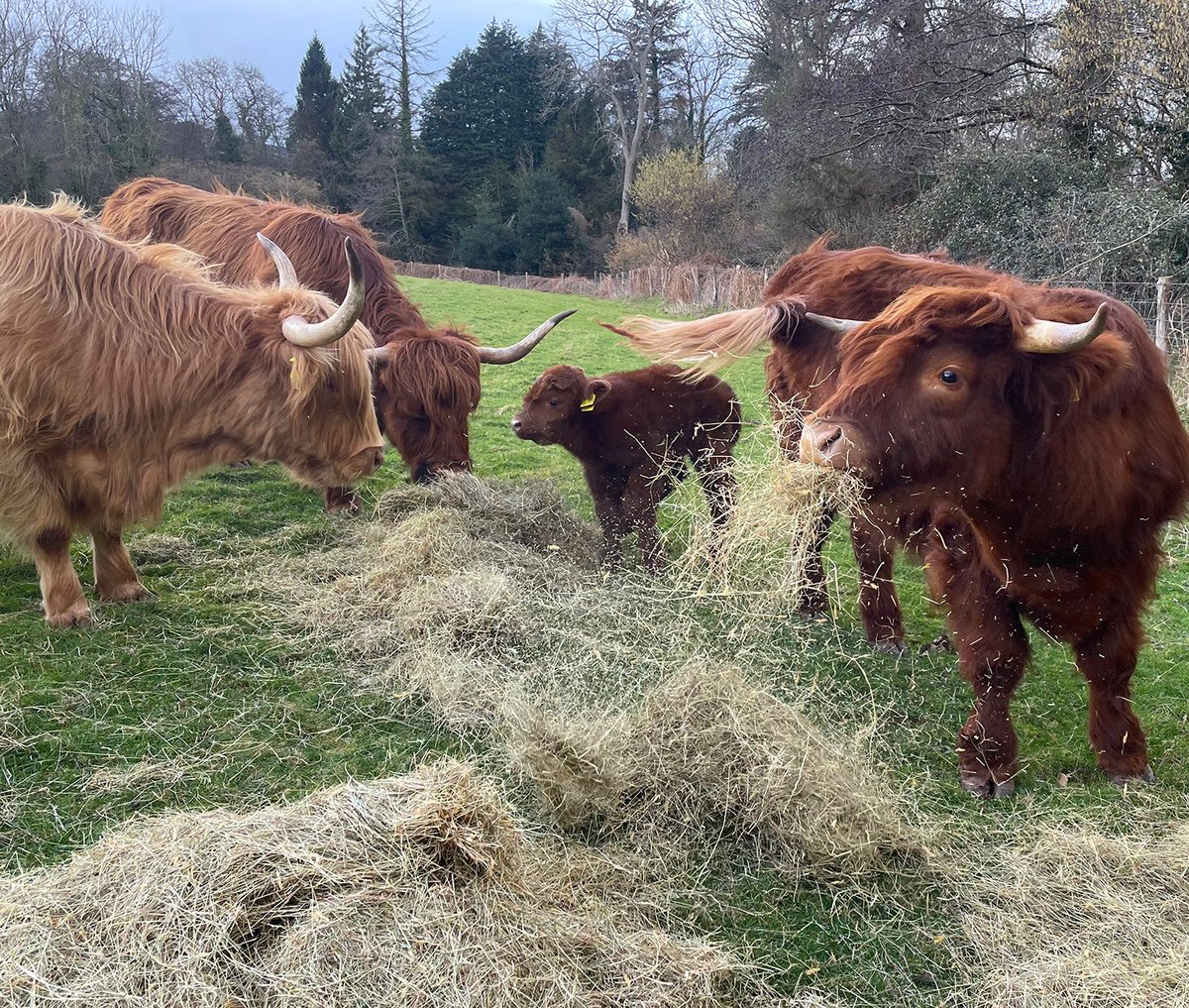 An update on wee Angus - here with his family enjoying some hay this afternoon ❤️❤️❤️
#farming  #highlandcows #exmoor #gonative