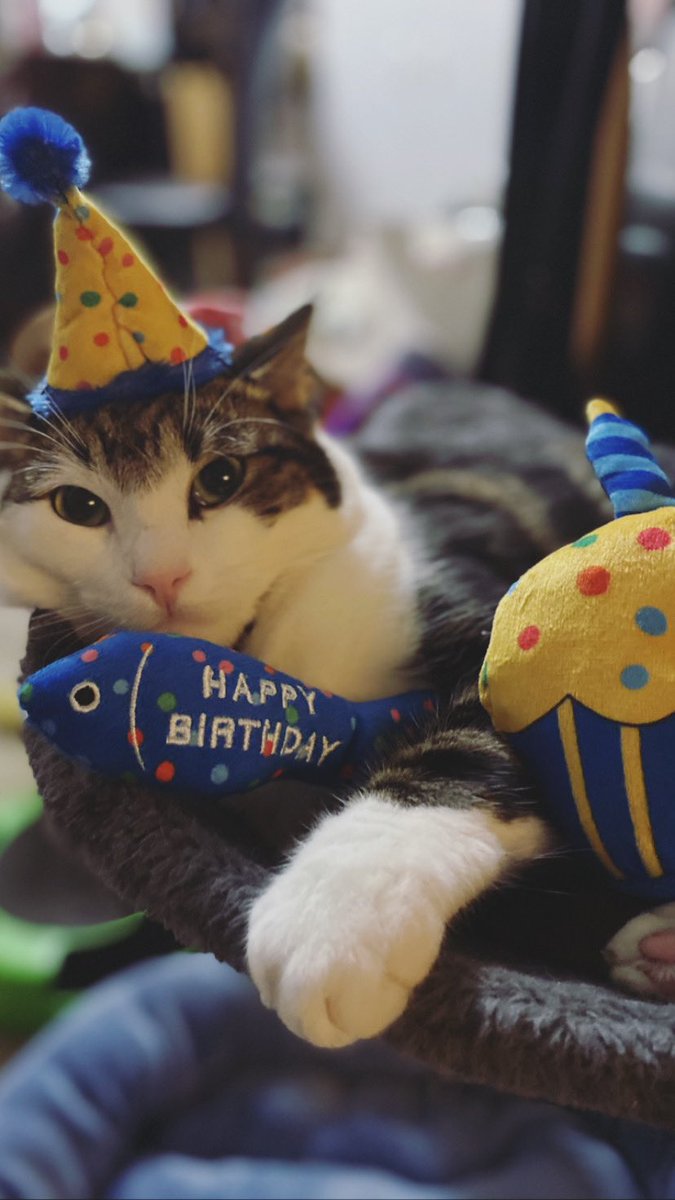 mswindupbird_'s tweet photo. @ClaraATwork Bandit says Happy birthday Kobe 🥳 https://t.co/wTZbEJxgQY