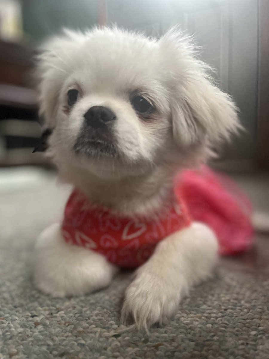 happy late valentine’s from Mabel❤️❤️ #Valentine #ValentineDay #pekingese #pekingesepuppy #puppy #dog #dogoftheday #puppylove #puppyoftwitter