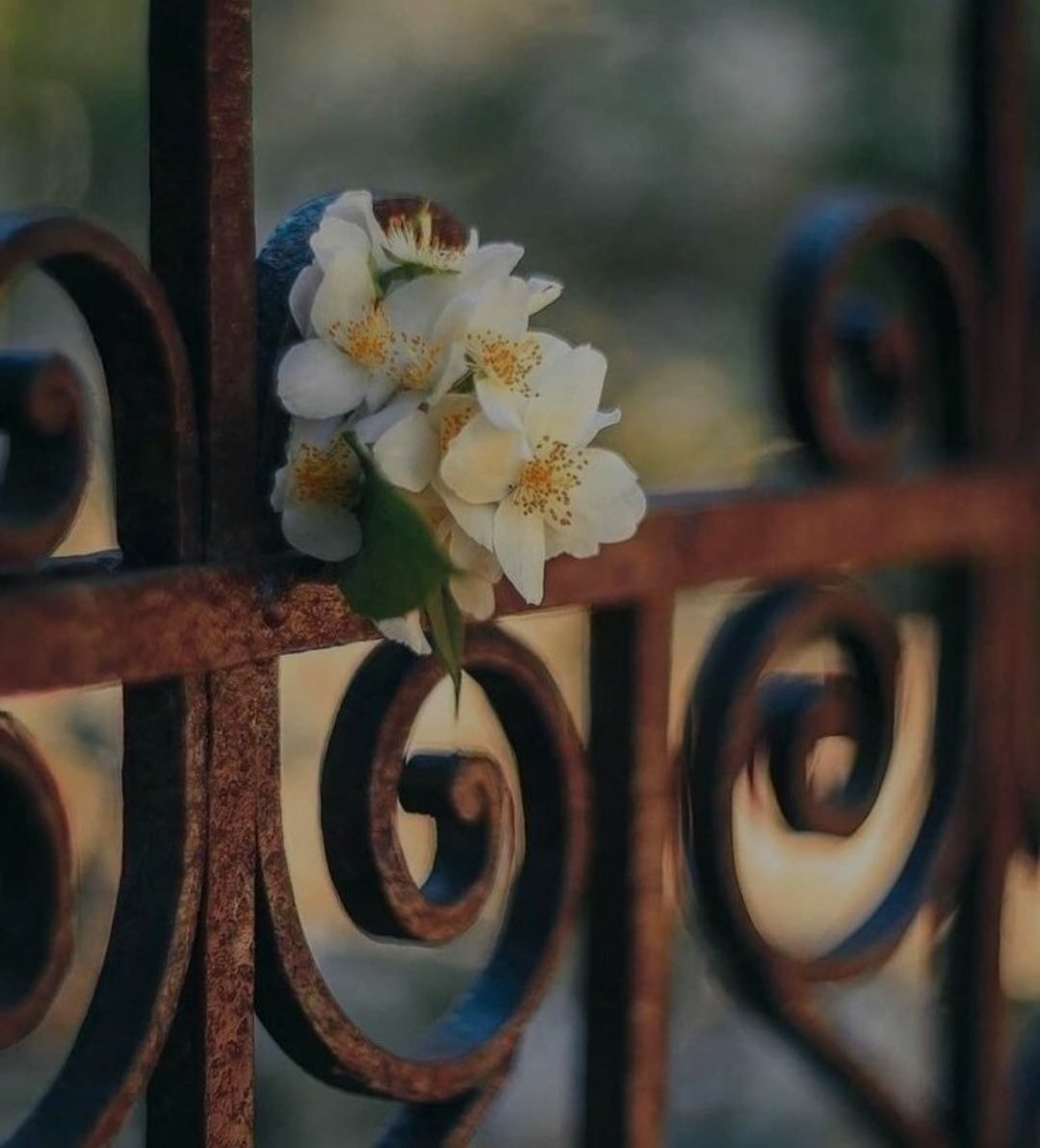 #Mirac yalnız dışınla meşgul olma içine dön, çünkü sen cisminle değil ruhunla insansın.Kainat yek vücut tek varlıktır.🙏 göğe çıkış 🙏