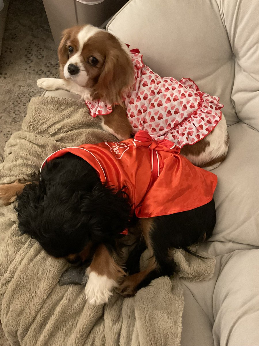 MaxtheSpoiled's tweet photo. Valentines Date ❤️ @Rubythedog267 https://t.co/goPcoVqG6u