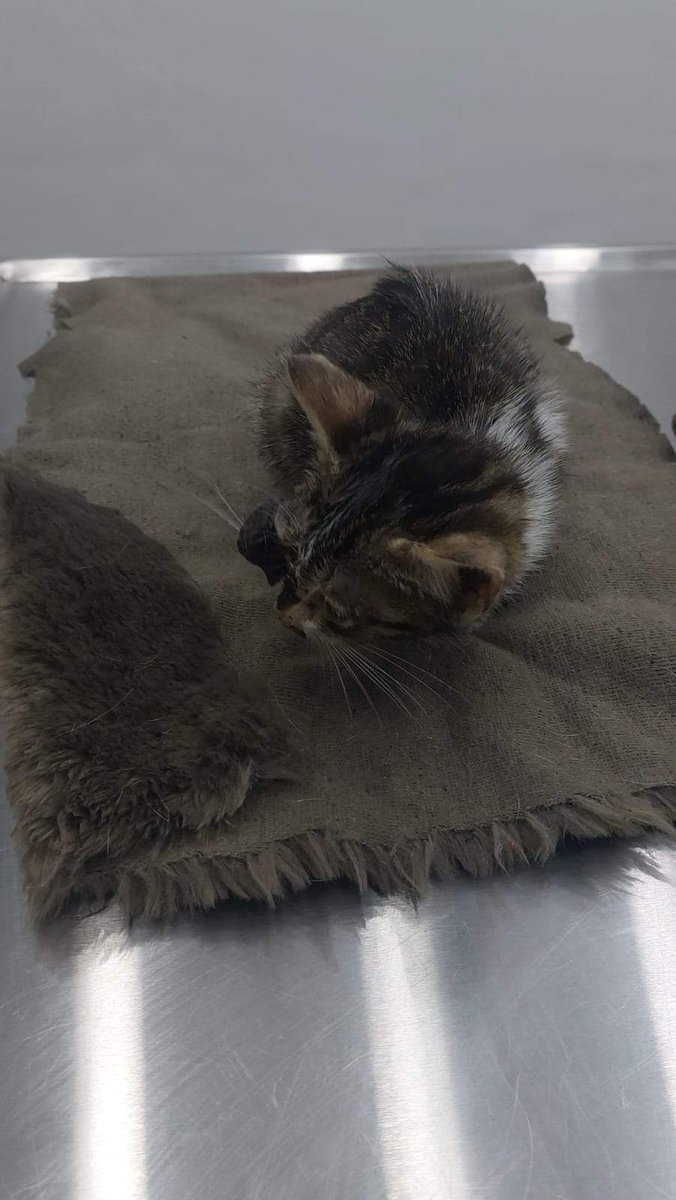 I feed stray cats everyday follow to support me on Twitter "I rescued