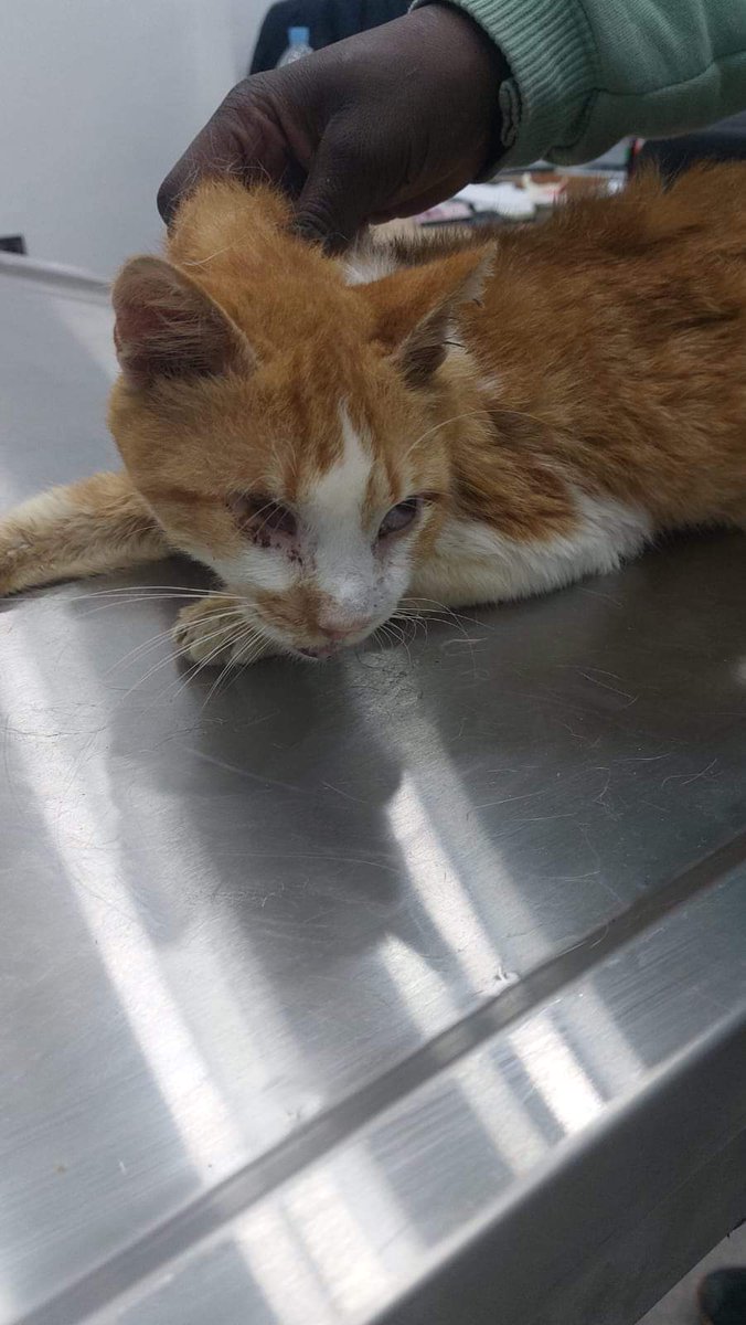 I feed stray cats everyday follow to support me on Twitter "I rescued