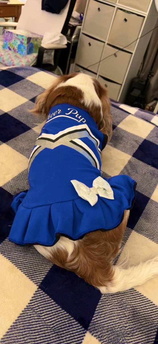 MaxtheSpoiled's tweet photo. Super Bowl Sunday! @Rubythedog267 https://t.co/7GFIrcxBRQ