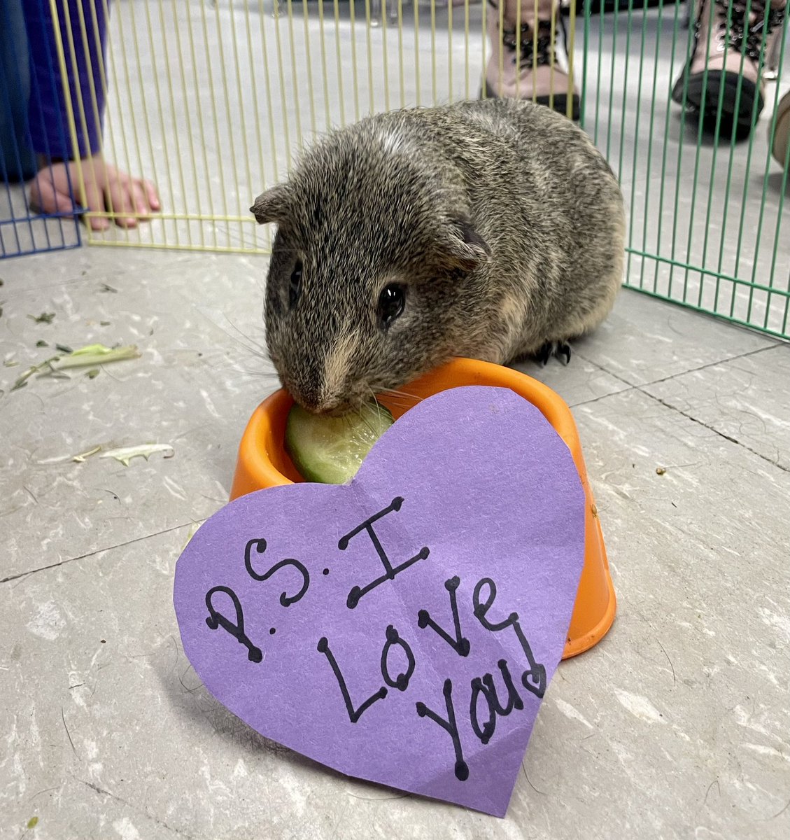 In order to foster kindness and positive mental health, each child secretly made a classmate a heart filled with positive affirmations and compliments! Frank even joined in! 😍🥰😍 <a href="/WheelerAvenue/">Wheeler Avenue School</a> <a href="/VS13UFSD/">ValleyStream13UFSD</a> <a href="/psiloveyouday/">P.S. I Love You Day</a>